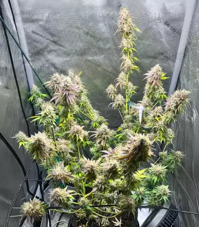 Mac N' Jack R1 Seeds (Ethos Genetics)
