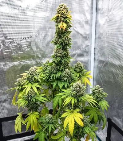 Nikki & Swami’s Lemon OG Seeds