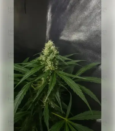 Northern Light Automatic Seeds (RQS)