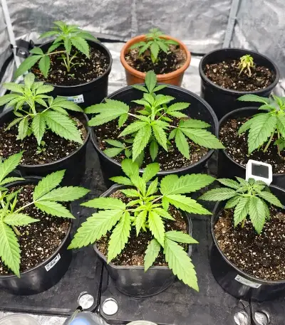 Papaya Sherbet Seeds