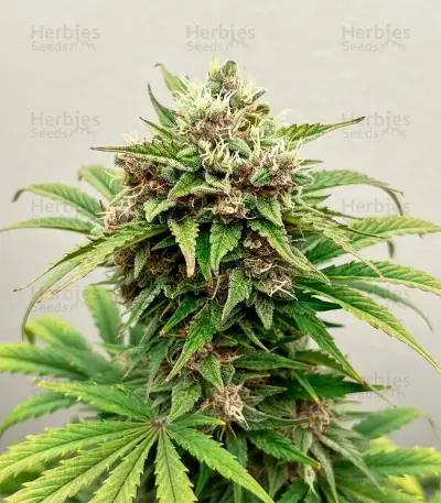 Papi Chulo OG Fem Seeds