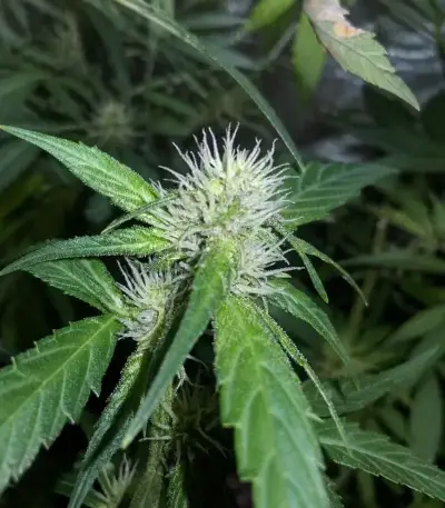 Purple Lemonade Auto RF3 Seeds (Fast Buds)