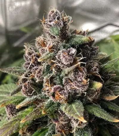 Purple Lemonade Auto RF3 Seeds (Fast Buds)