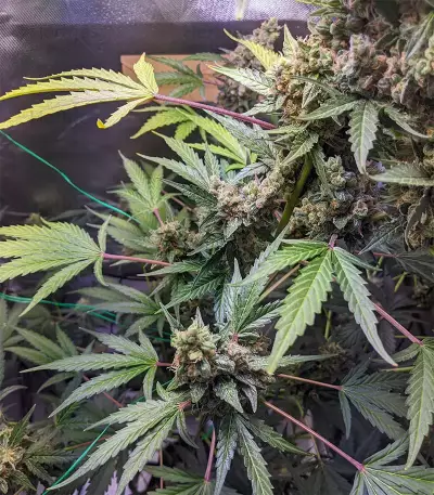 Purple Punch Auto Seeds