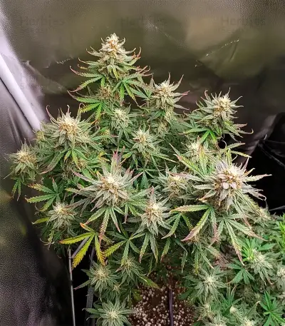 Royal Purple Kush Seeds