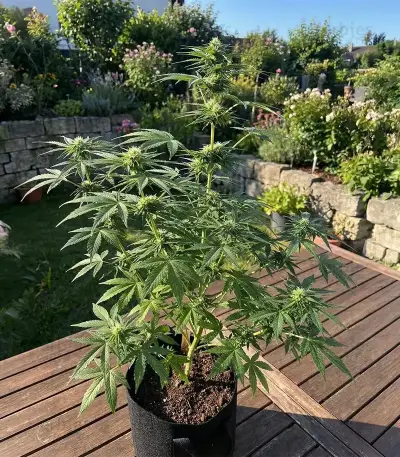 SFV OG Auto Seeds