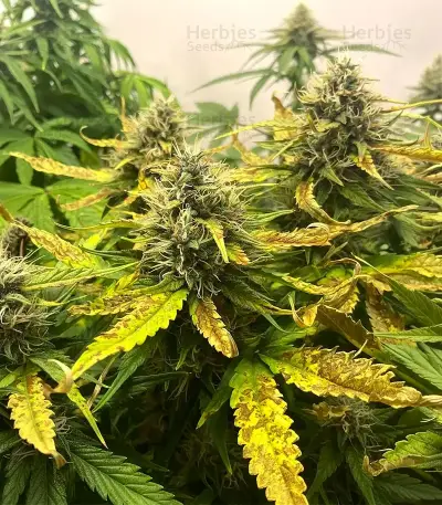 Sir Jack Seeds