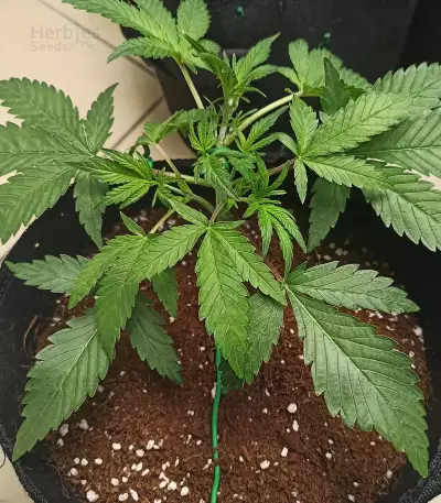 Strawberry Banana Auto Seeds