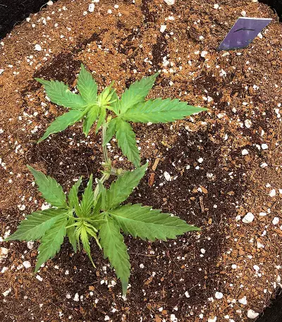 Graines de cannabis Tangie (Big Head Seeds)