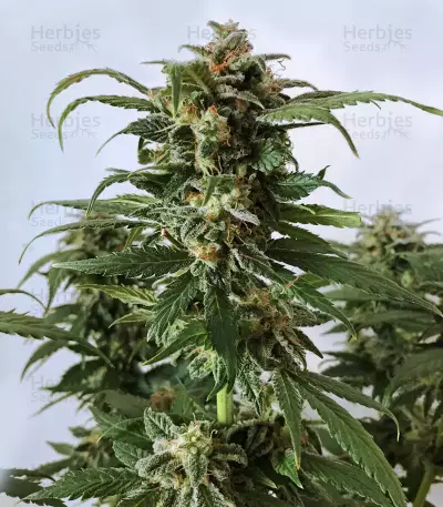 Tangie Regular seeds