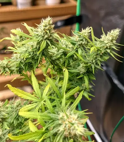 Tease Seeds