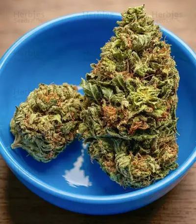 THC-Victory Auto Seeds