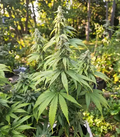 THC-Victory Seeds