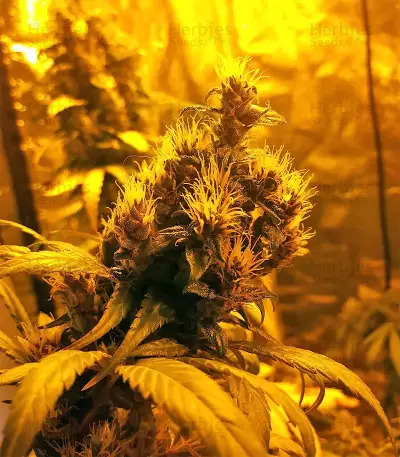 Tikal Seeds - Cannabis Strain Seeds for Sale