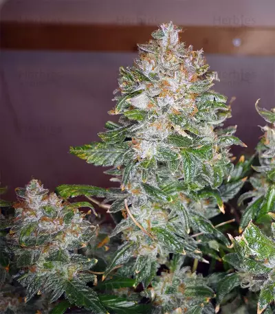 Semi femminizzati Trans Siberian Auto