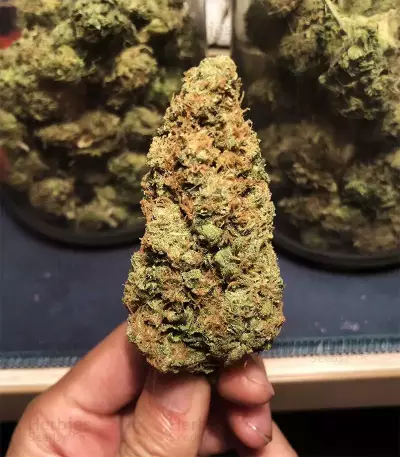 Venice Beach Afghan feminized seeds