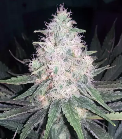 Graines de cannabis THC Bomb Regular (Bomb Seeds)