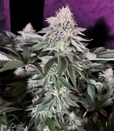 Wedding Cake feminized seeds