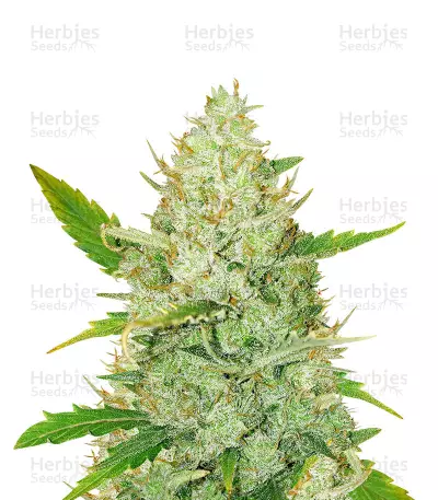 Graines féminisées de Wedding Glue (Seedstockers)