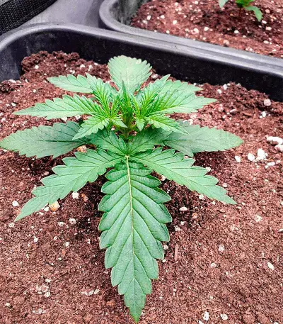 Chemdog Autoflower (Herbies Seeds)
