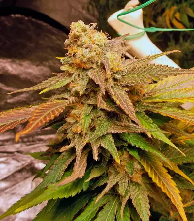 Vanilla Kush (Barney's Farm)