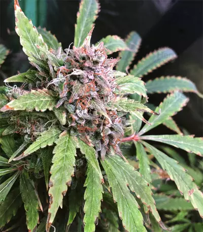 Semi di Tangerine Dream Auto fem