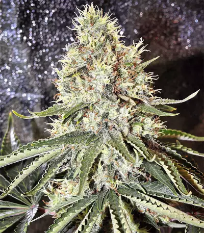 Amnesia Seeds (Seedstockers)