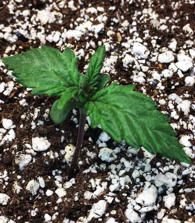 Auto AK XXL strain
