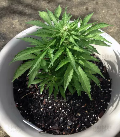 Semi femminizzati Jack-Matic Auto