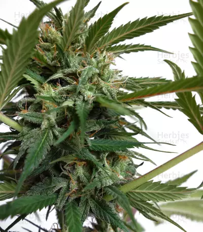 Auto New York City Diesel Seeds