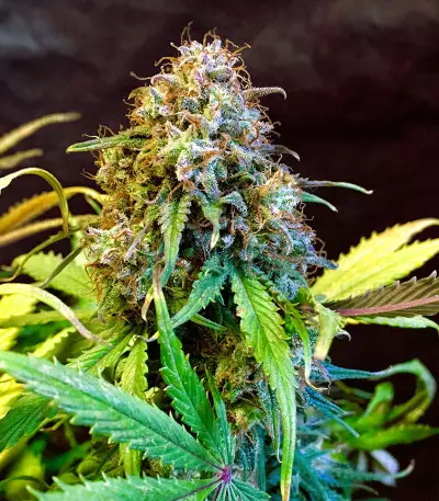 Bakers Delight (DNA Genetics)