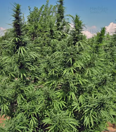 Bangi Haze (Ace Seeds)