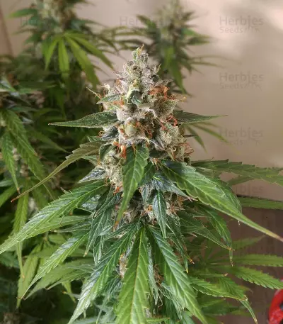 Berry Auto Seeds