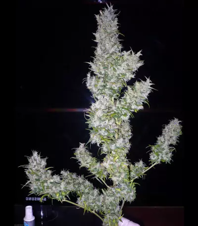 Black Widow strain