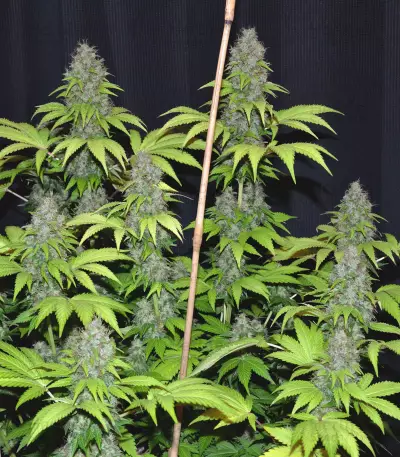 Blueberry Gum marijuana strain