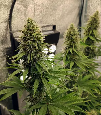 Graines de cannabis CBD Blue Shark (Barney's Farm)