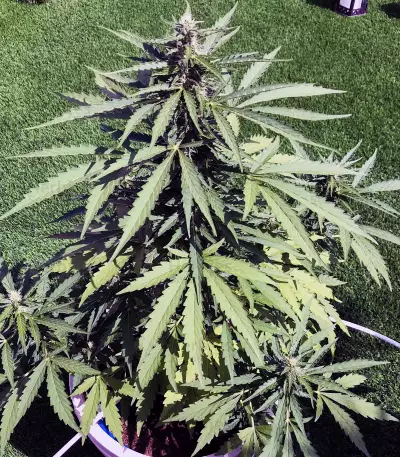 CBD Lemon Potion Auto Seeds