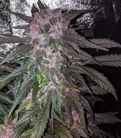 Critical 2.0 XL Seeds