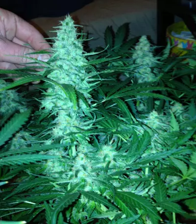 Critical Jack Herer Seeds