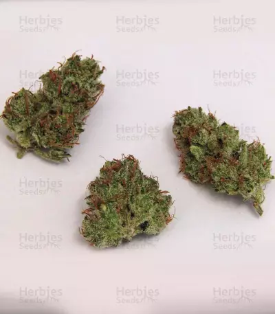 Dutch Haze Seeds