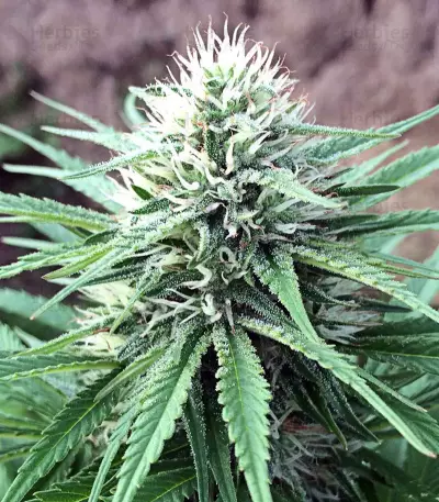 ErdPurt Seeds