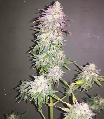 Fat Banana (RQS)