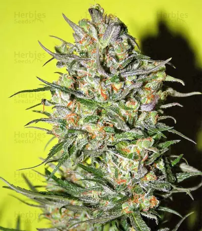 G13 Widow Seeds