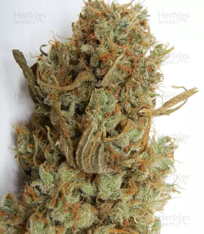 Girl Scout Cookies (Cali Connection Seeds)