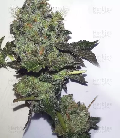 Girl Scout Cookies Seeds (Blimburn Seeds)