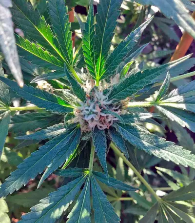 Green Crack (Humboldt Seeds Organization)