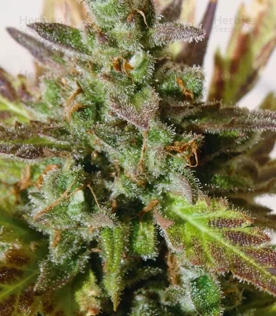 Grizzly Purple Seeds