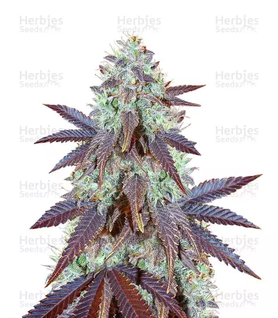 Grizzly Purple Kush (BlimBurn Seeds)
