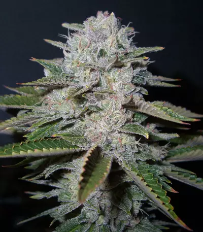 Head Stash Auto feminized seeds