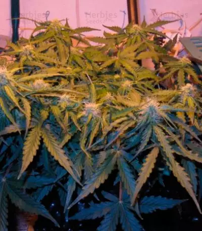 Graines de cannabis Il Diavolo Auto (Delicious Seeds)